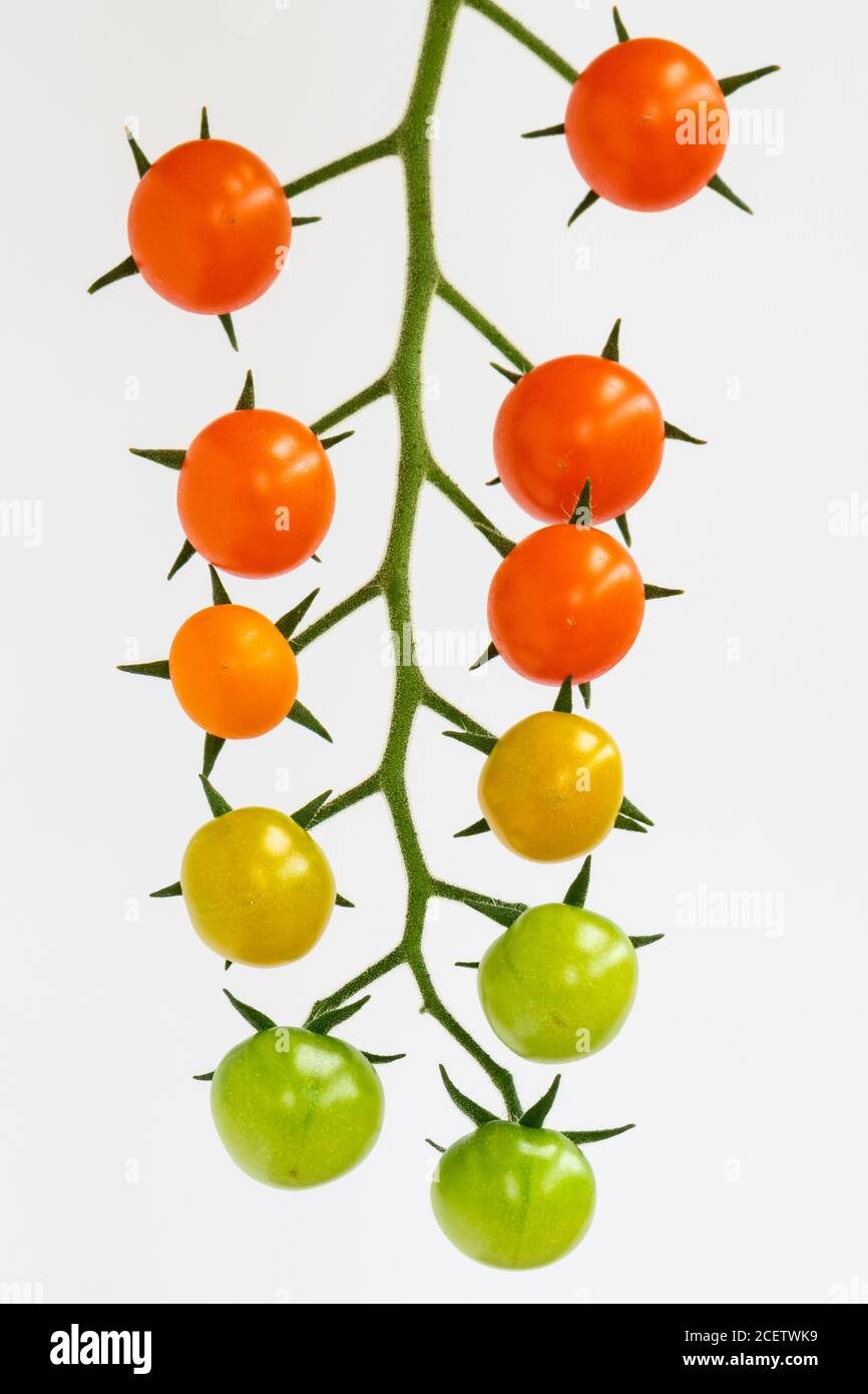 Pomodori Sungold - tralicci di pomodori ciliegini biologici, gialli e verdi, maturati e maturati in casa su sfondo bianco Foto Stock