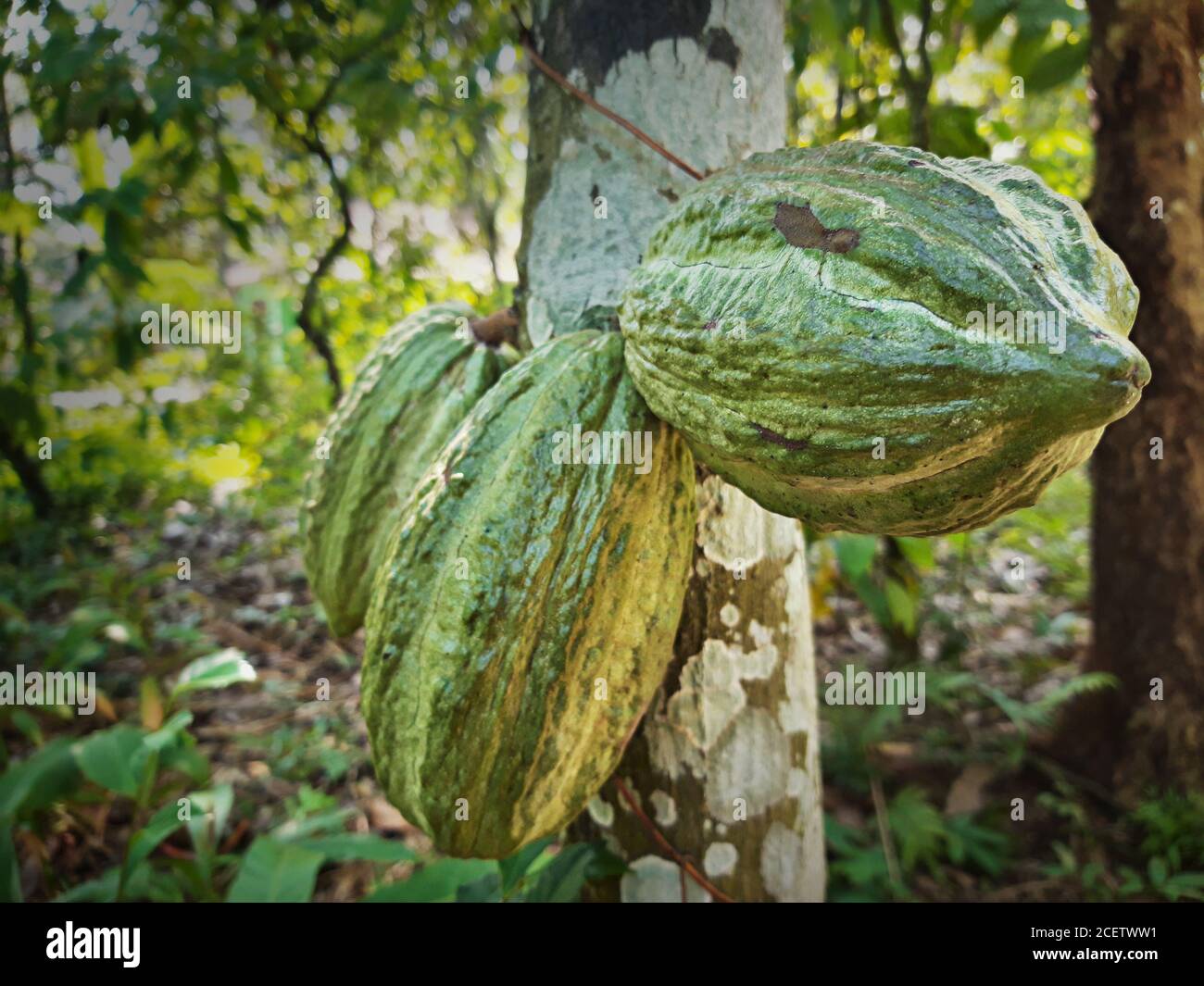 closeup di cialde di cacao verde chiaro che crescono sulla testurizzata tronco della pianta di cacao nel giardino Foto Stock