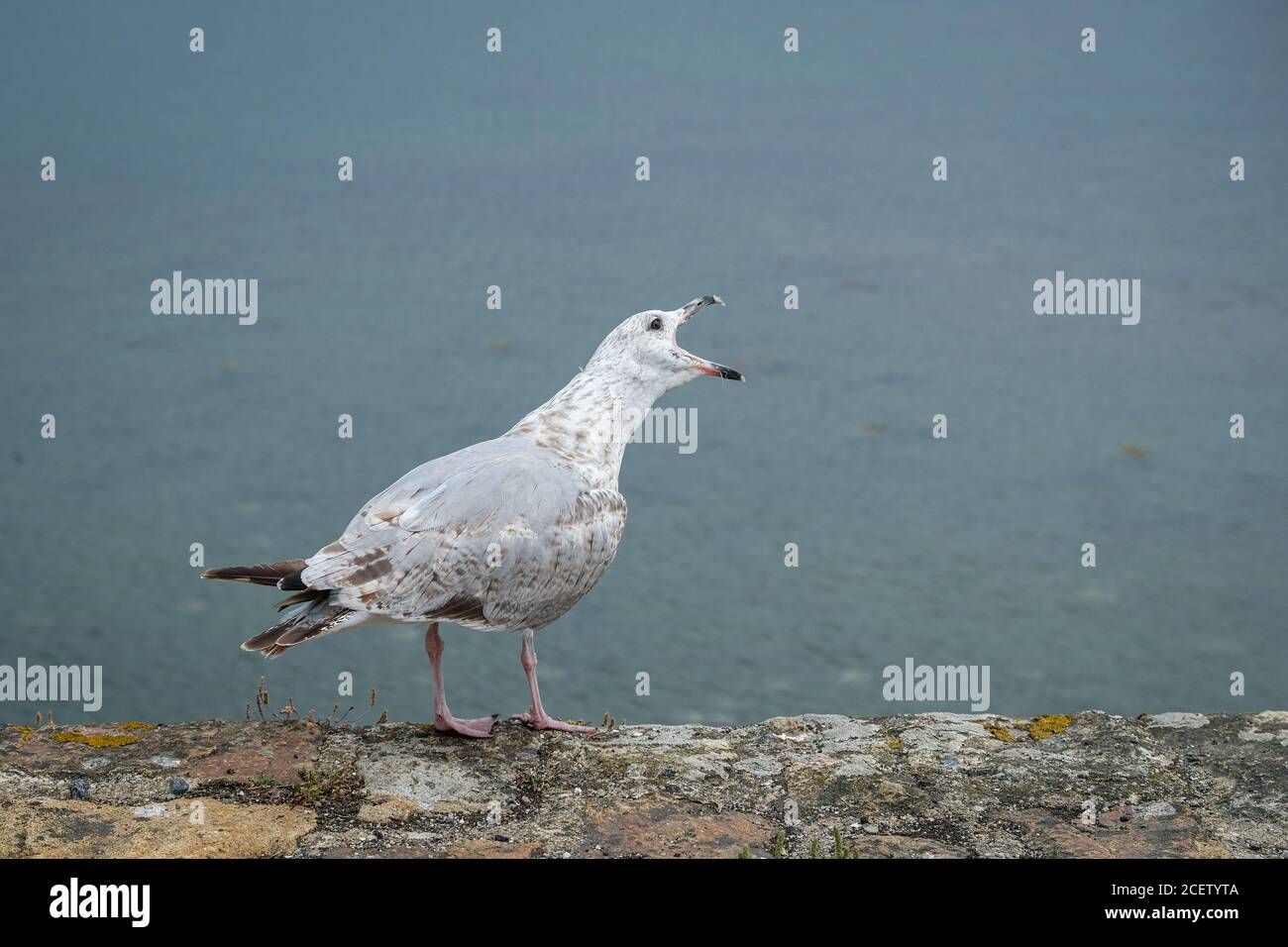 Il 12/08/2020, Crozon, Finistère, Bretagna, Francia. Un gabbiano sulla parete del porto con il suo becco aperto Foto Stock