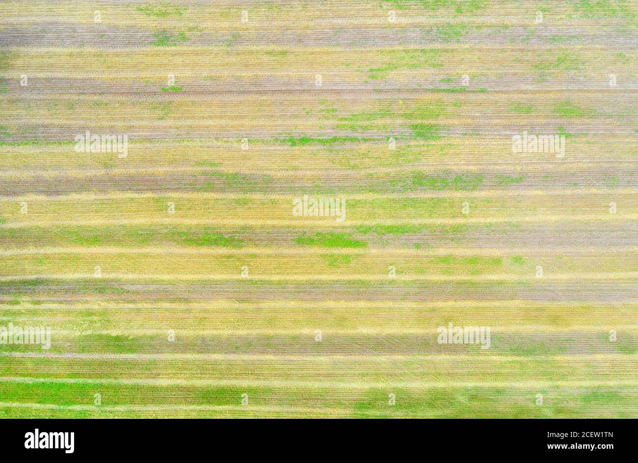 Vista dall'alto dell'antenna campo a strisce autunnale per la texture e. sfondo Foto Stock