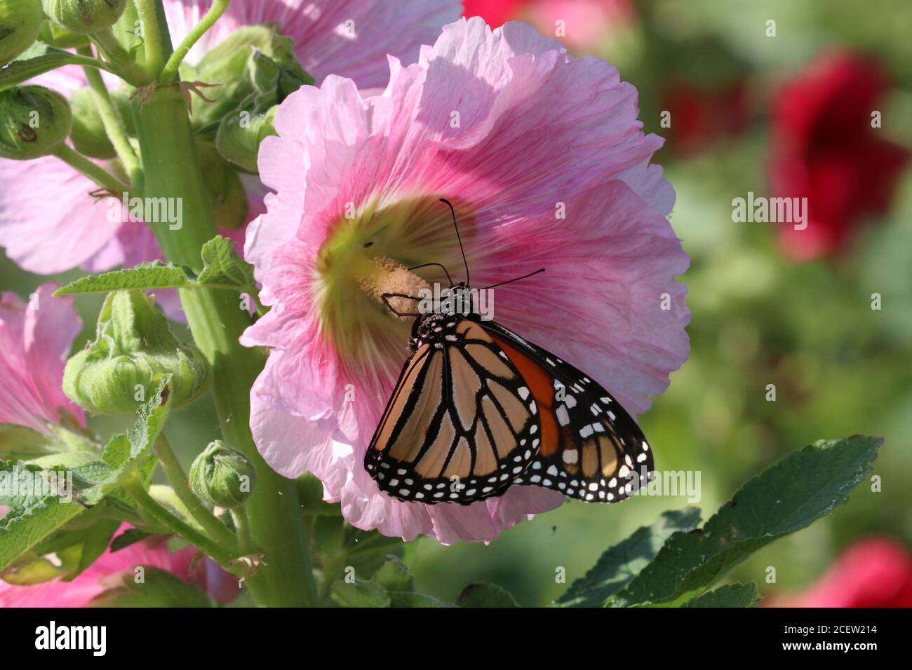 Farfalla monarca sui fiori Foto Stock