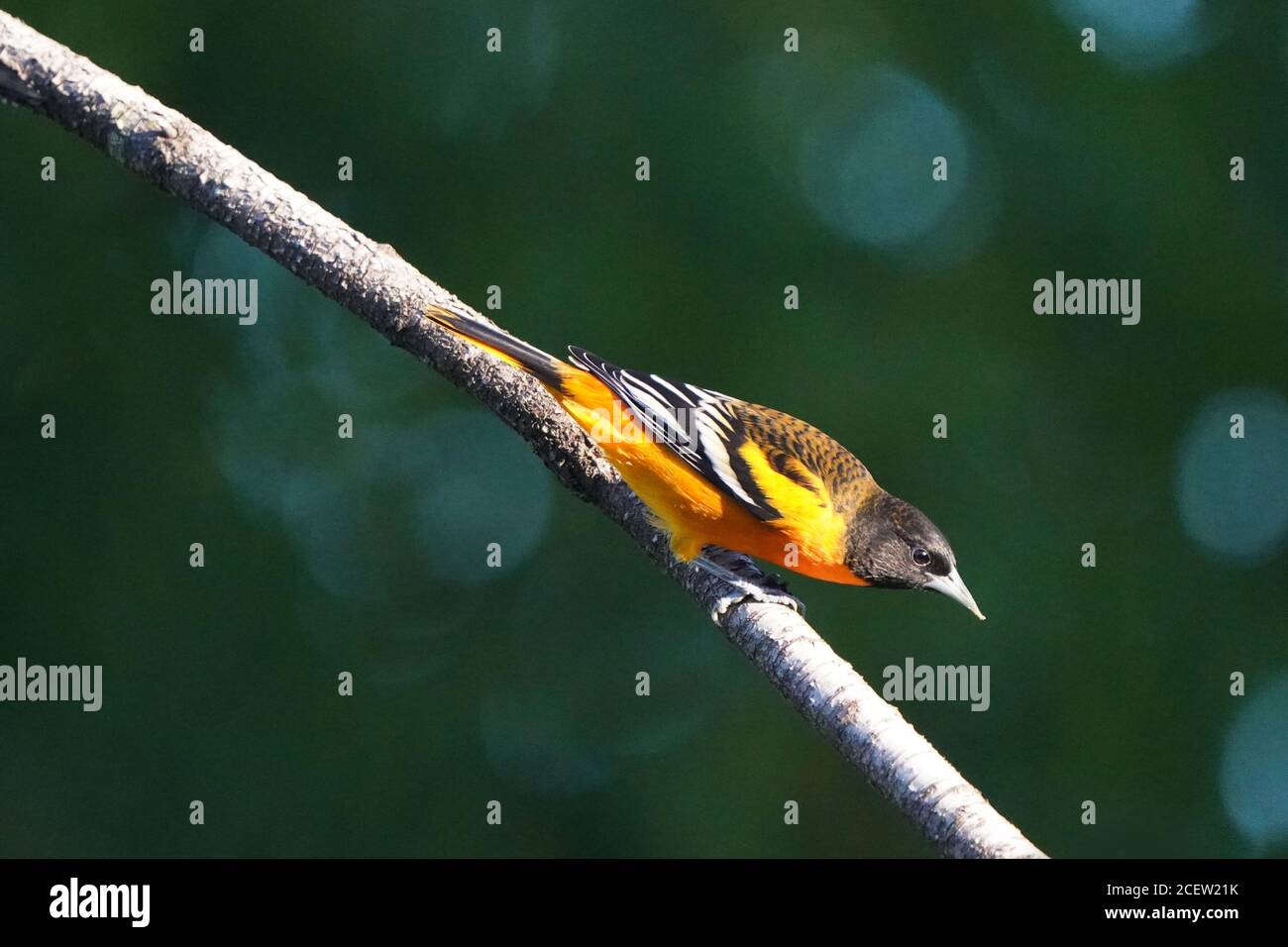 Baltimora Oriole maschio Foto Stock