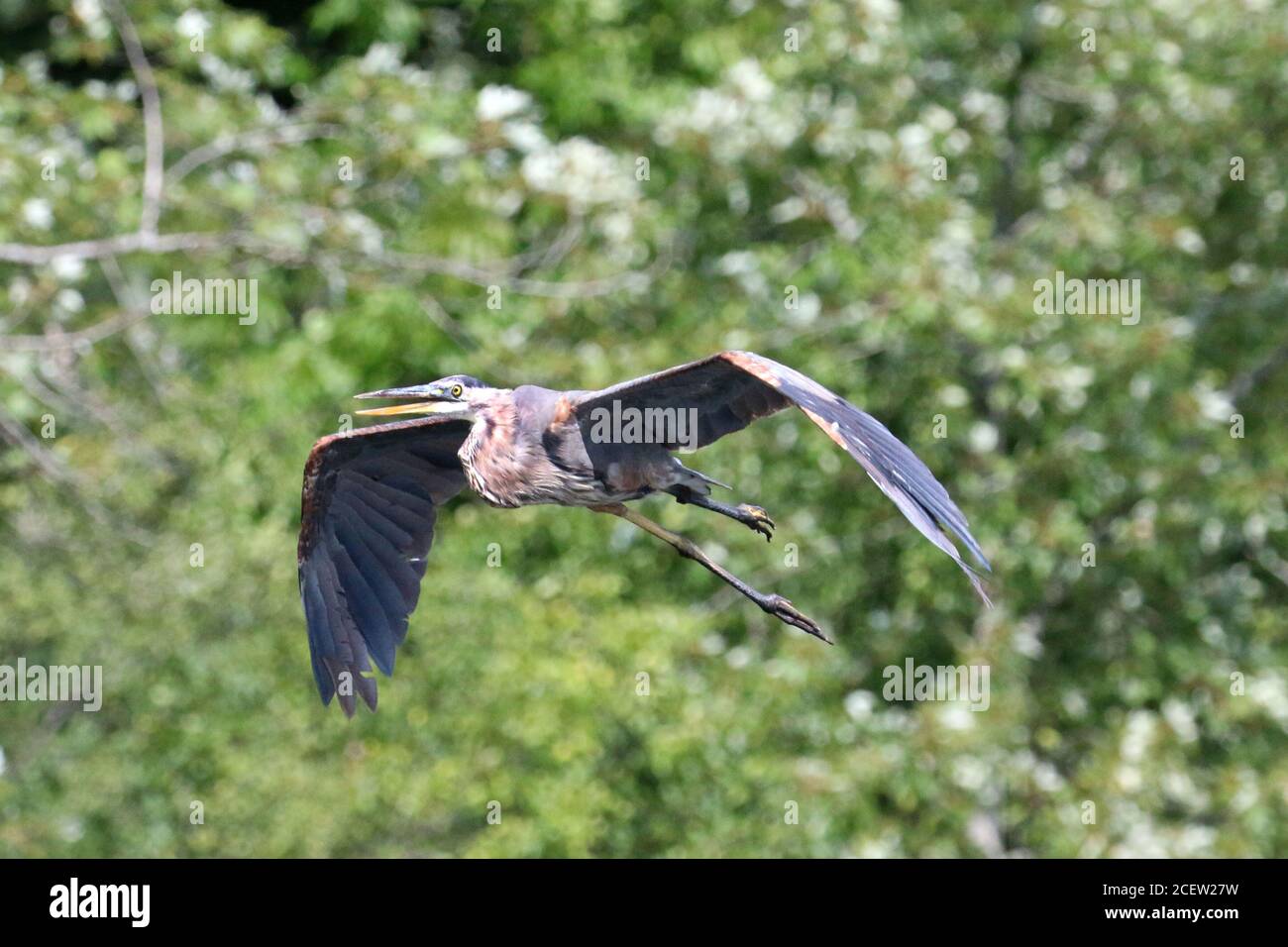 Uno, due o tre grandi aironi blu in volo Foto Stock