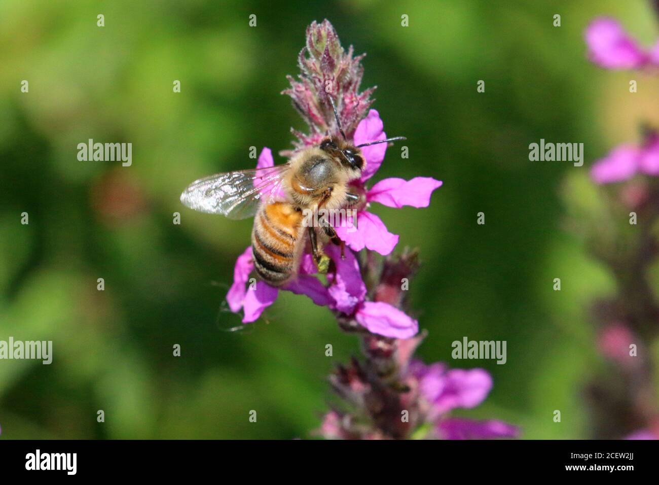 Api da miele in Loosewlife viola Foto Stock