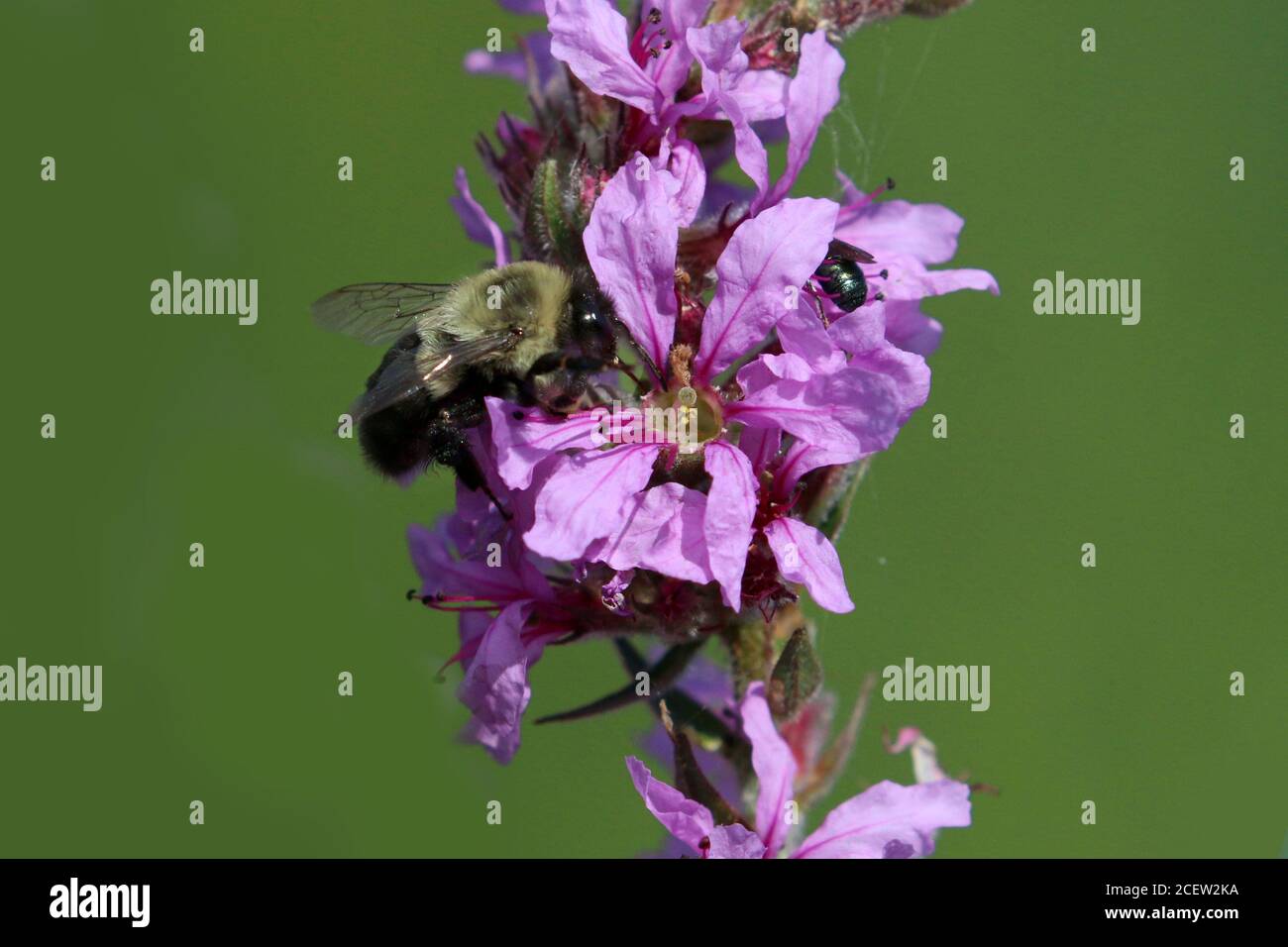Bumblebee sul fiore viola del thistle o life sciolto Foto Stock