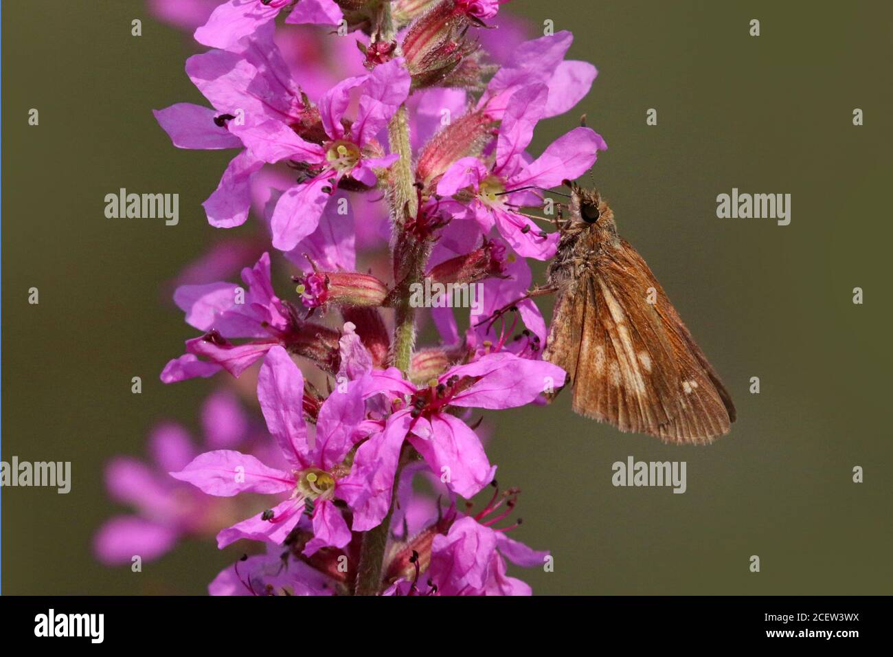 Farfalla di Skipper macchiata Foto Stock