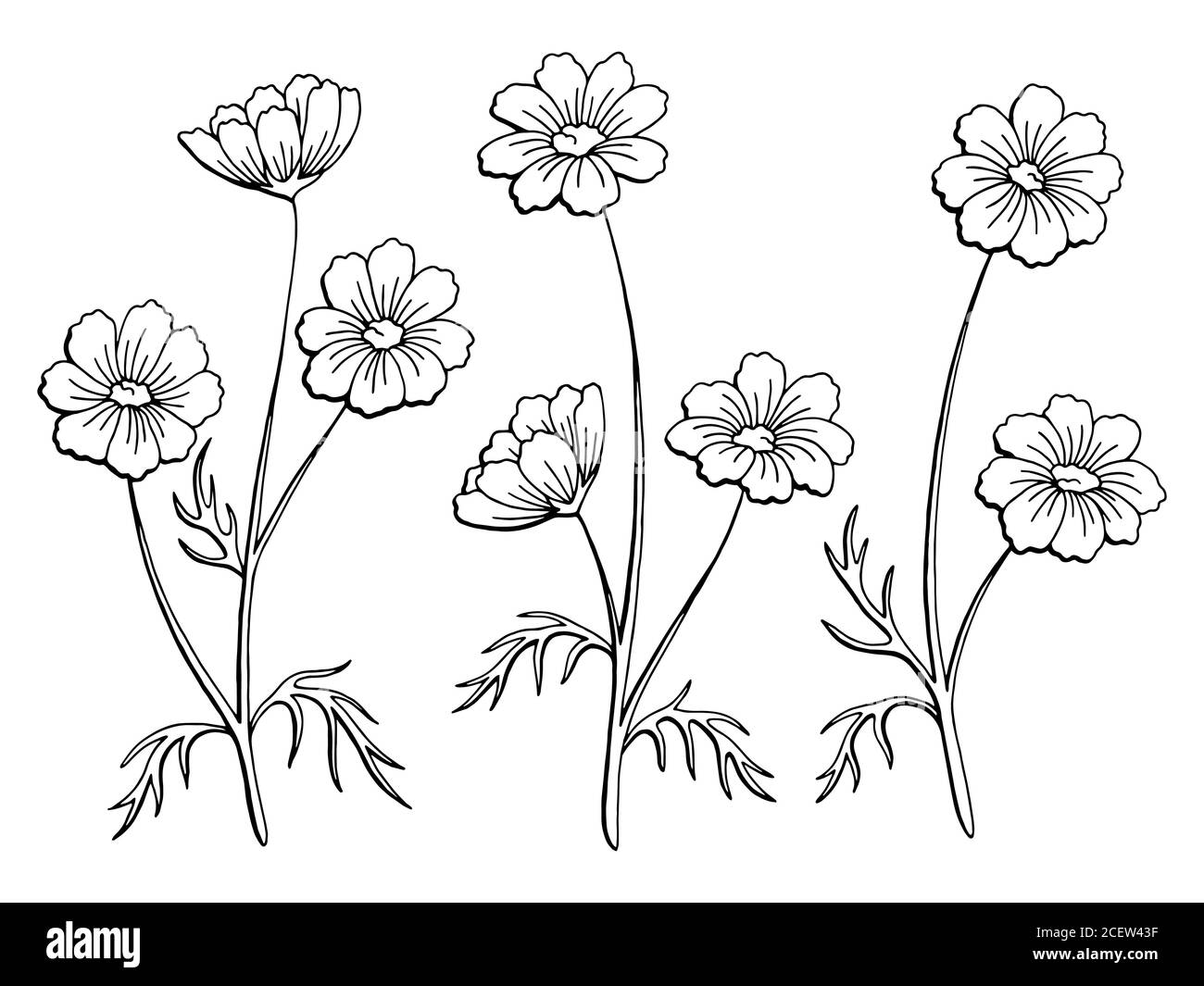 COSMOS flower graphic black white illustrazione dello schizzo isolata vettore Illustrazione Vettoriale