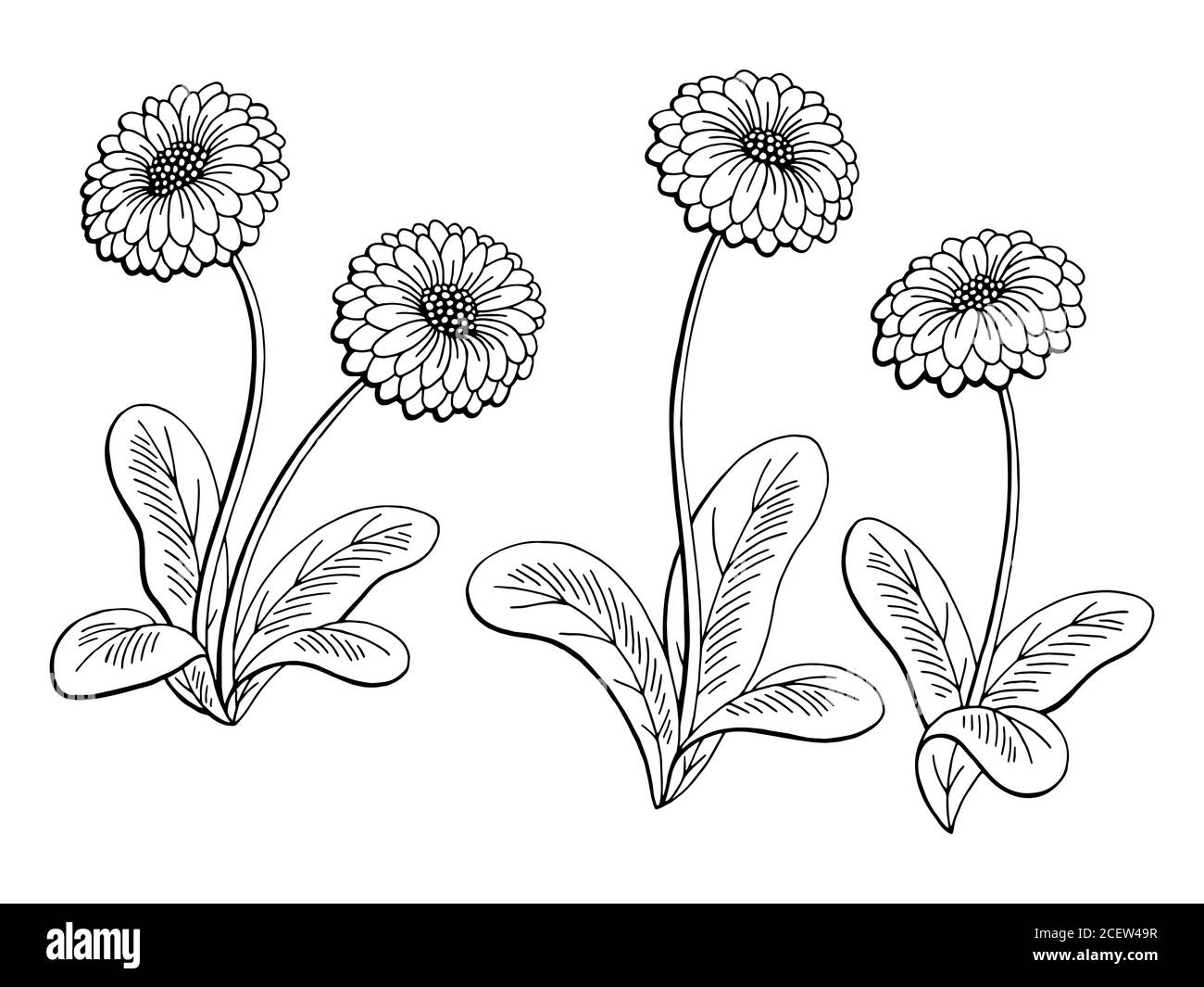 Immagine grafica daisy flower bianco nero isolato vettore di illustrazione dello schizzo Illustrazione Vettoriale