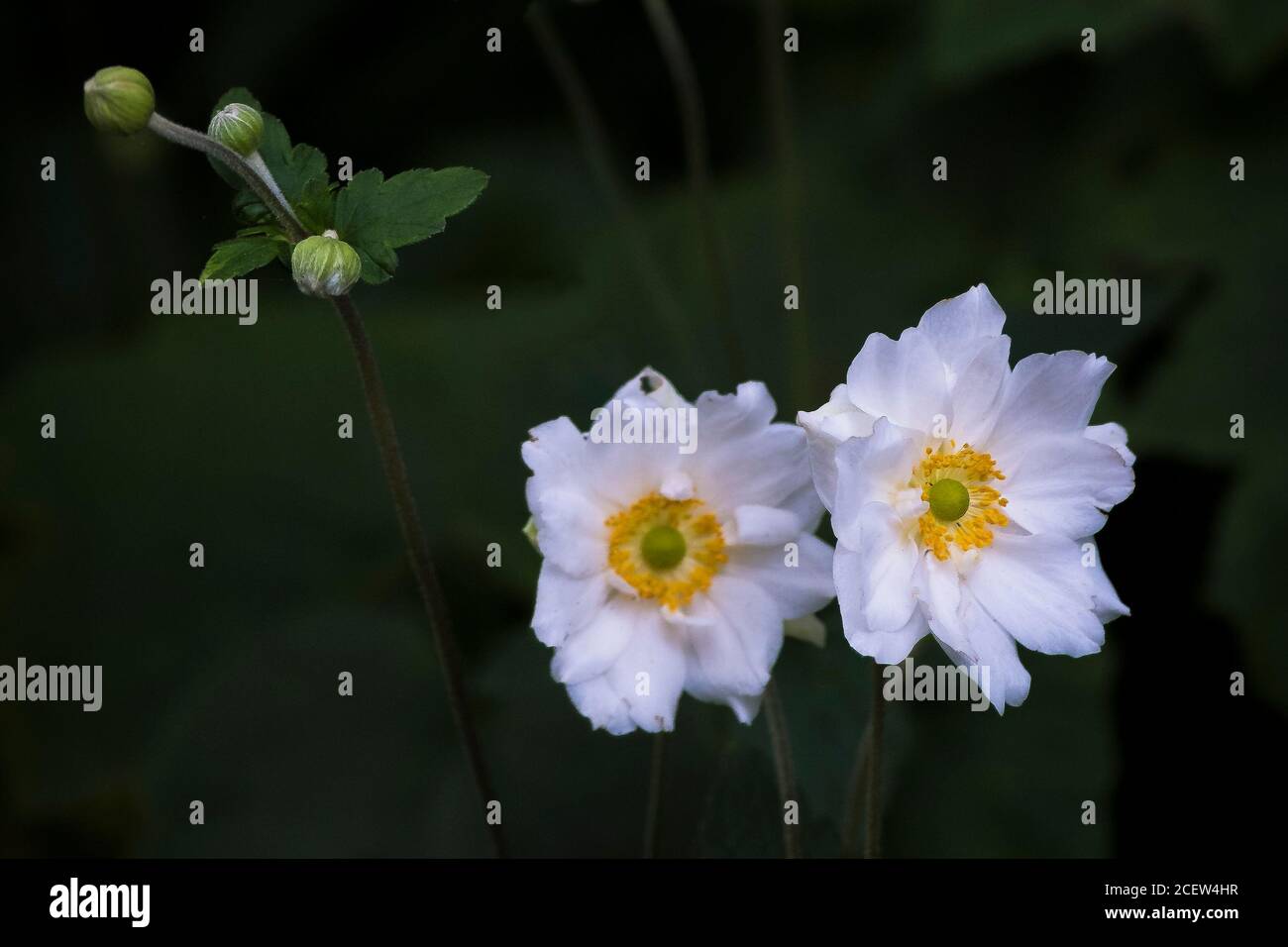 Anemone hupehensis anenoma giapponese. Foto Stock