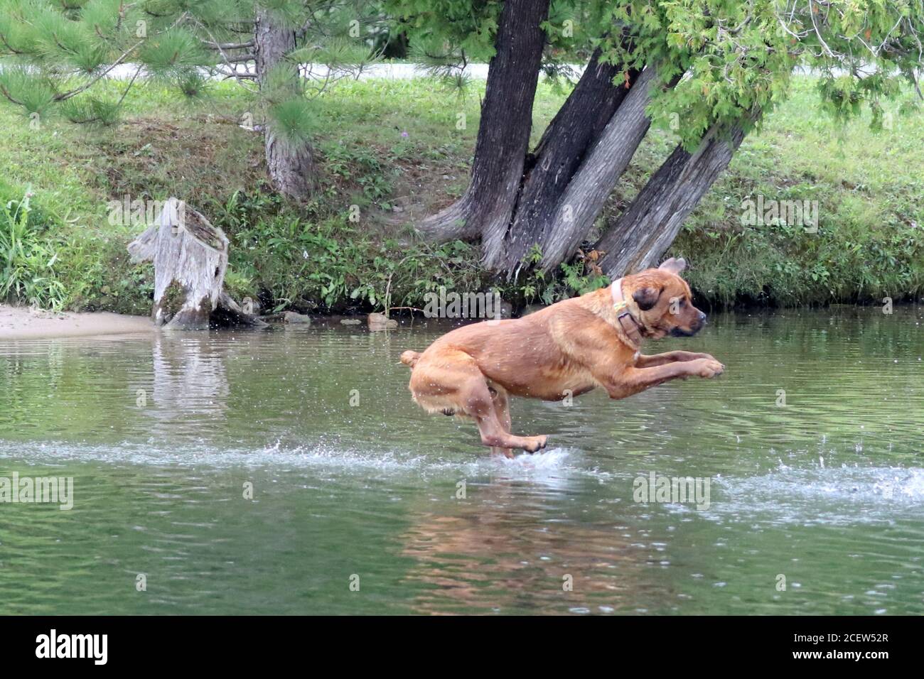 Cane che salta fuori dal molo in acqua che gioca fetch Foto Stock