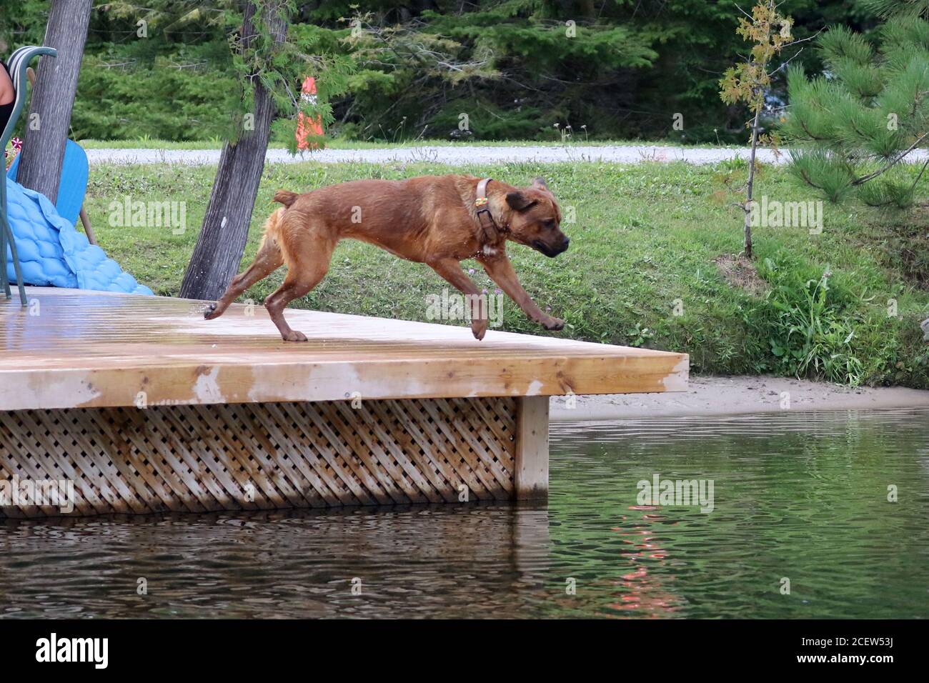 Cane che salta fuori dal molo in acqua che gioca fetch Foto Stock