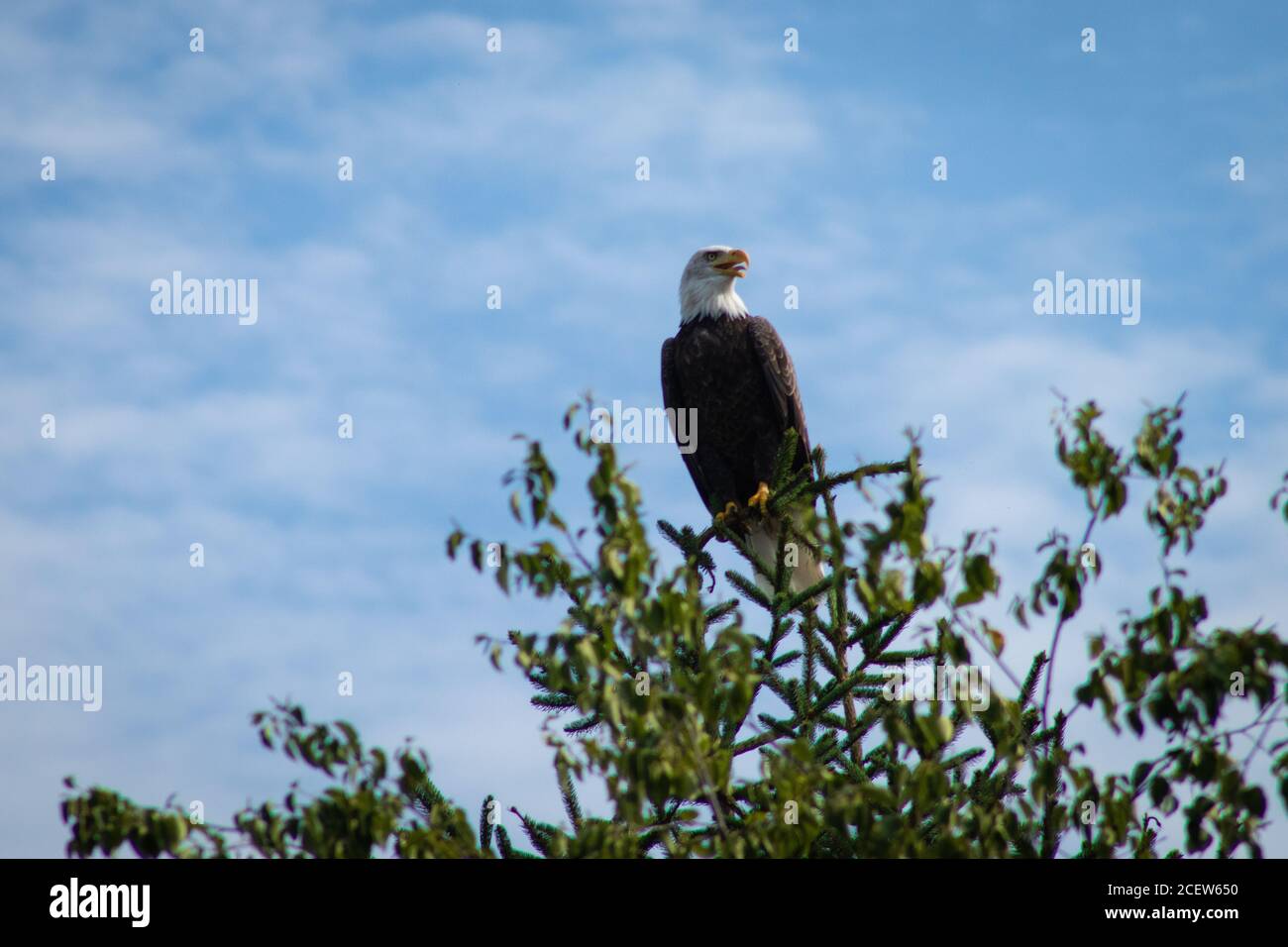 Lato della strada Bald Eagle foto in volo e. a riposo Foto Stock