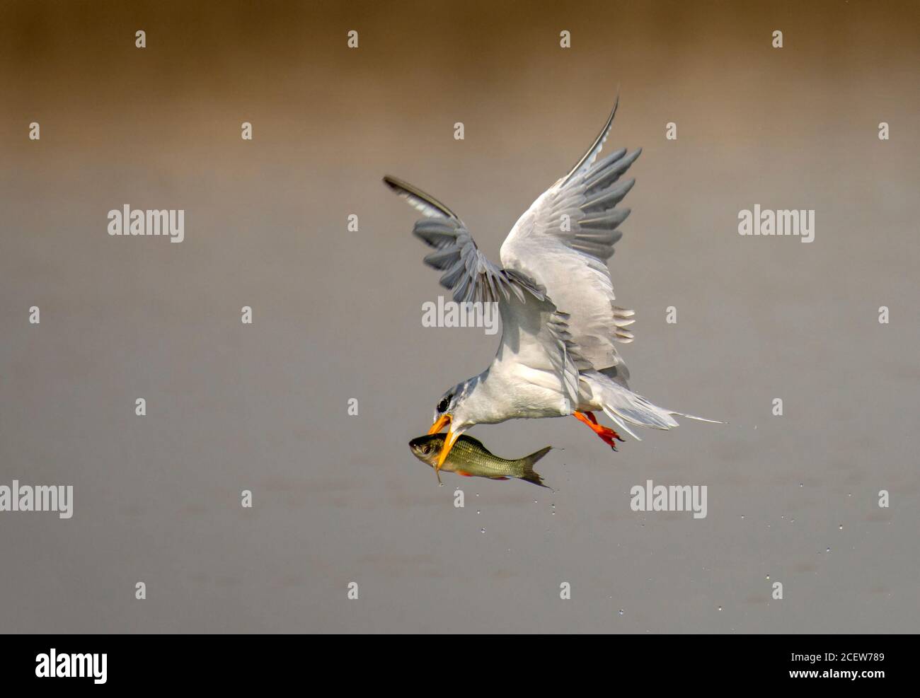 uccello di preda in catione Foto Stock