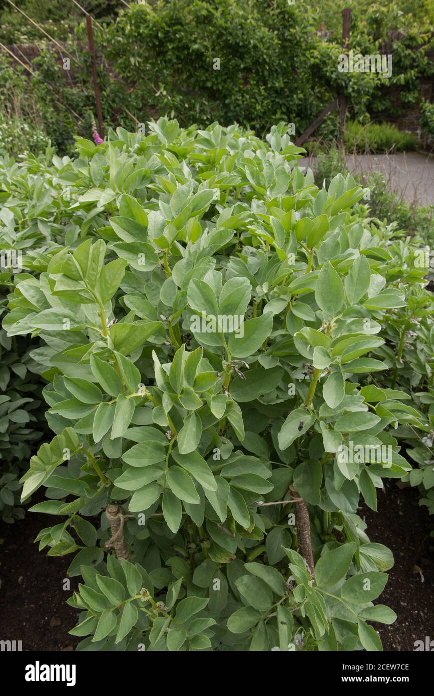 Pianta di fagioli larghi organici coltivata in casa (Vicia faba 'De Monica') che cresce su un'assegnazione in un giardino vegetale in Devon Rurale, Inghilterra, Regno Unito Foto Stock