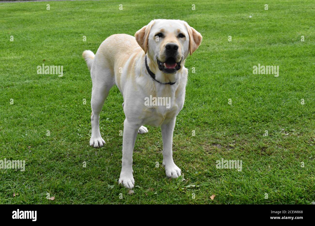 labrador giallo in piedi sul campo mentre si ascoltano le istruzioni durante l'esercizio di formazione. Foto Stock