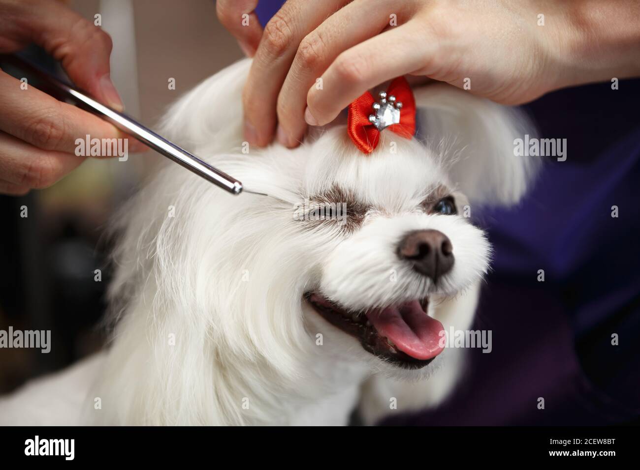 Adorabile doggy maltese che viene curato in salon.Professional di cura  pettinatura pet capelli con pettine in primo piano presso la clinica di  veterinario Foto stock - Alamy