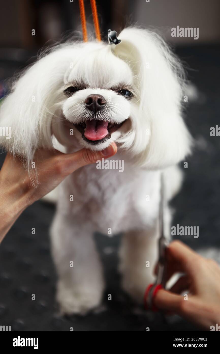 Carino cane giocattolo bianco che sta curomed.Adorable doggy maltese su  groomer Table.Professional salone di grooming si prende cura di bello  cucciolo decorativo Foto stock - Alamy