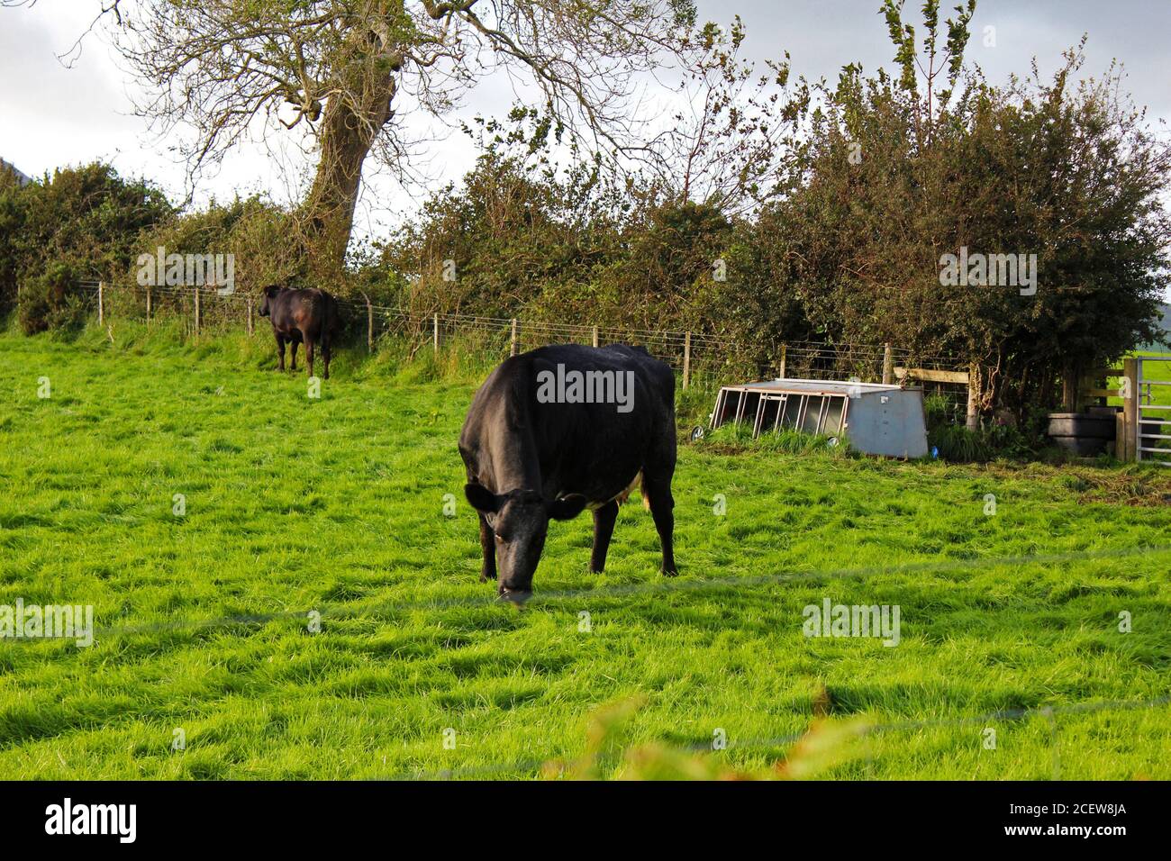 Mucca nera (Aberdeen Angus nativo) mangiare l'erba in un campo di bestiame bovino a Pwllheli, Galles del Nord Foto Stock