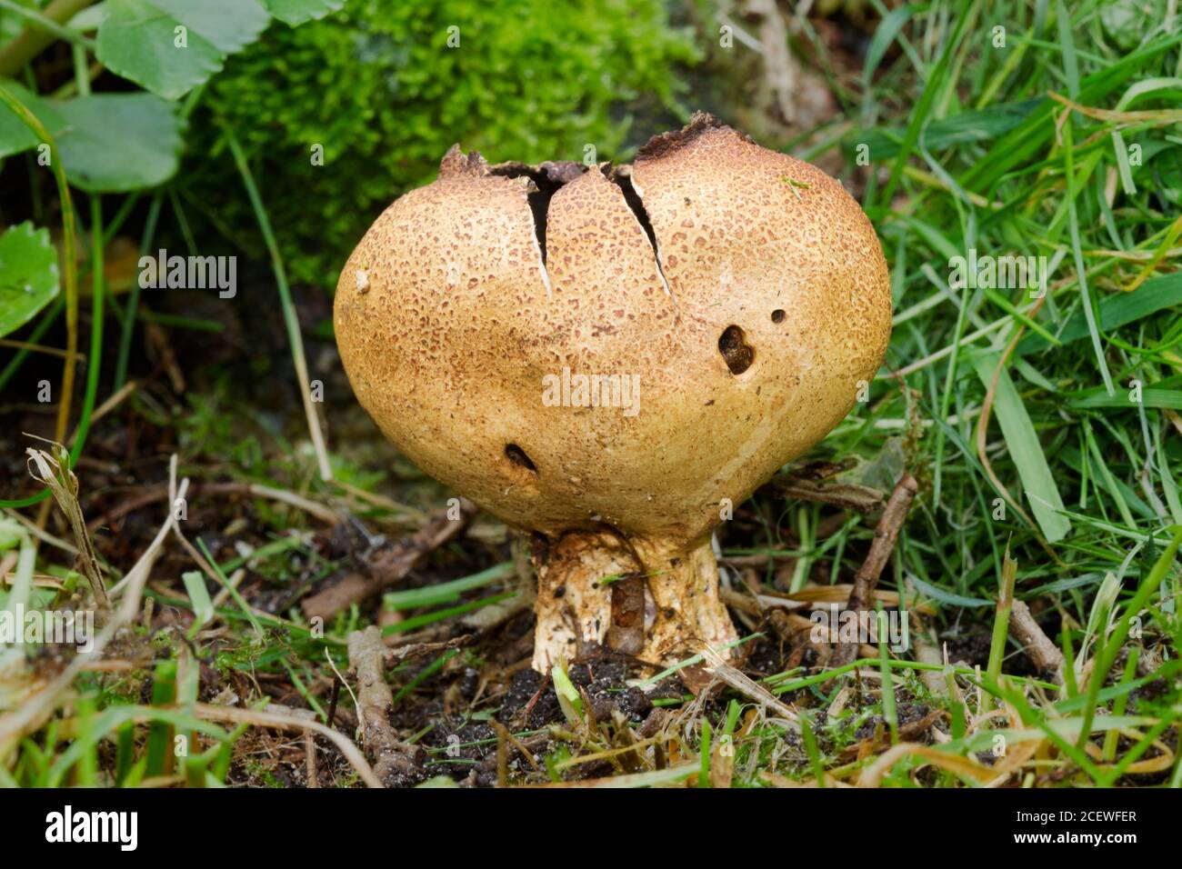 Primo piano di un Earthball scottante, Scleroderma verrucosum, un fungo della palla terrestre Foto Stock
