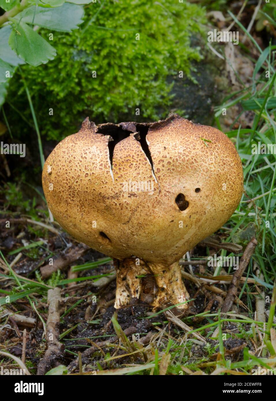 Primo piano di un Earthball scottante, Scleroderma verrucosum, un fungo della palla terrestre Foto Stock