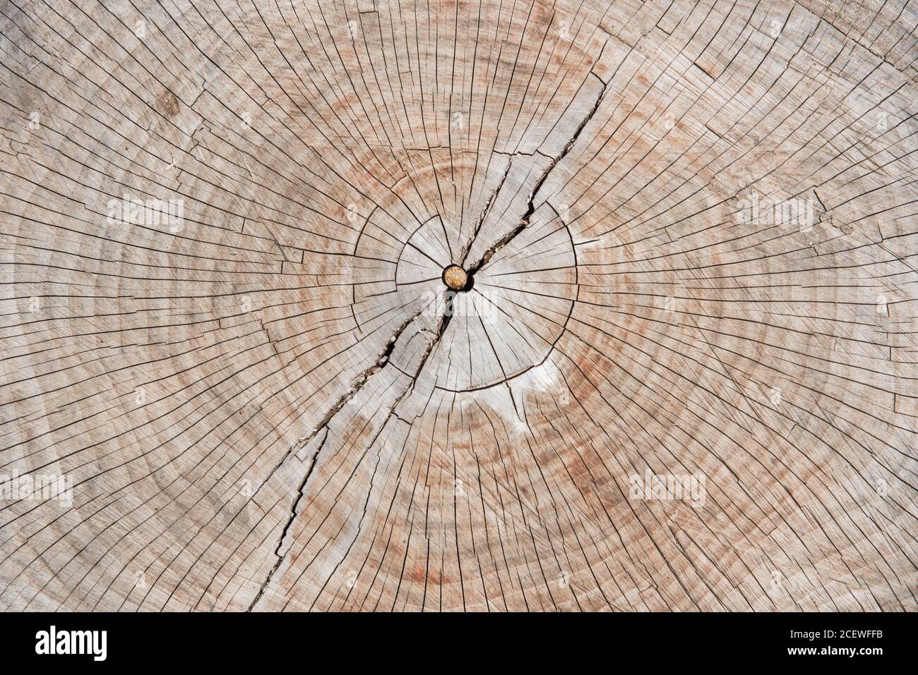 Vista dall'alto sulla sezione trasversale dell'albero con anelli di crescita visibili in ambiente esterno in Illinois. Foto Stock