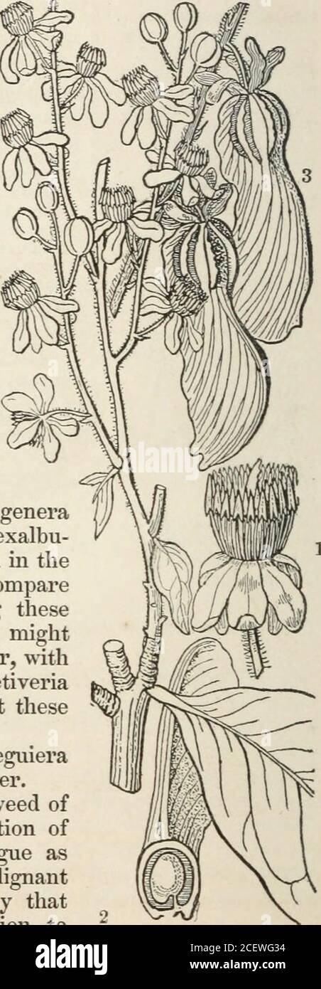 . Il regno vegetale : o, la struttura, la classificazione, e gli usi delle piante, illustrate sul sistema naturale. Ornico, e dire i bagni di thatvapor o le fumigazioni di esso ripristineranno gli hmbs toparalizzati di moto. Le radici sono usate nelle Indie Occidentali come aremedy per il mal di denti; i negresses lo amministrano anche l'aborto toprocure.-Schomb. In Linncsa, ix. 511. P. tetrandra è impiegato in Brazilunder il nome di Raiz de Pipi in bagni caldi e lozioni, come rimedio per la defectivecontracibilità dei muscoli, o in paralisi delle estremità derivanti dal freddo. Ithas un odore alleaceo intenso.-Marti Foto Stock