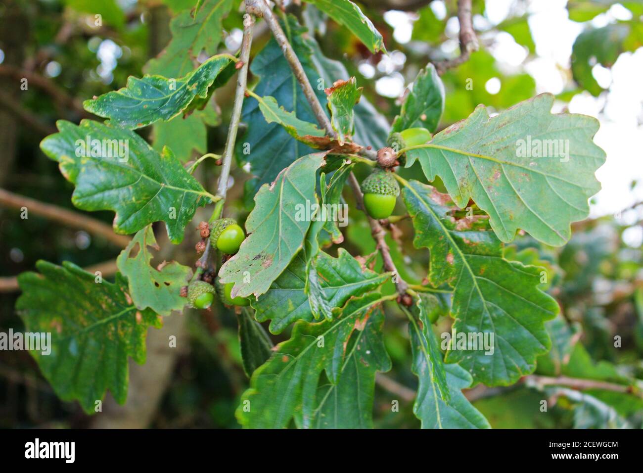 Piccole acorne verdi (noci d'avena) che crescono su un albero di quercia a Criccieth, Galles del Nord Foto Stock