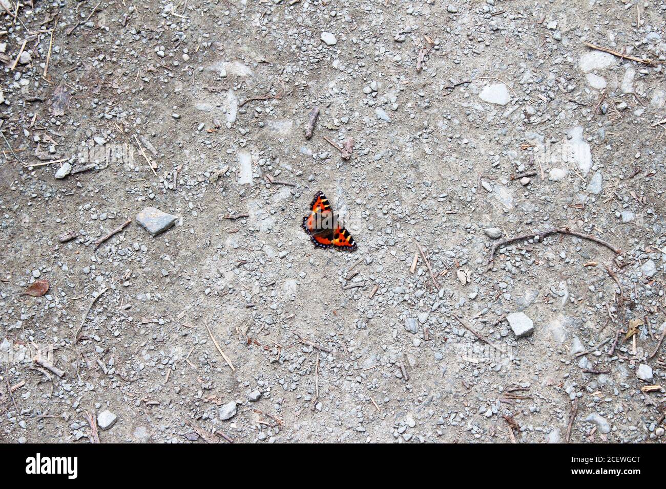 Farfalla piccola Tortoiseshell ad ala aperta (Aglais orticae), farfalla rossa e gialla su un percorso polveroso e ghiaioso di Criccieth, Galles del Nord Foto Stock