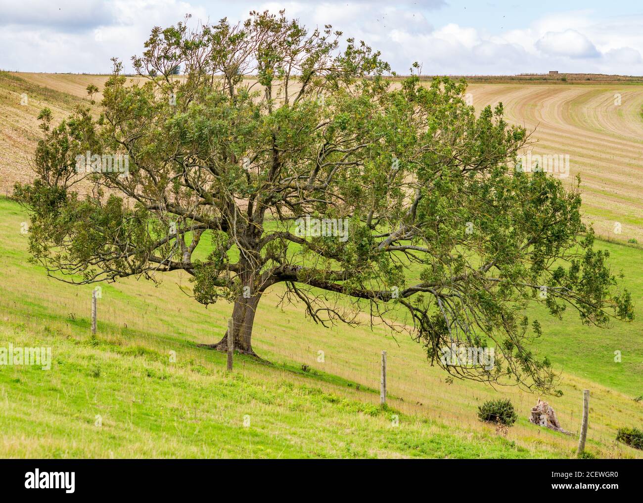Insolito albero sagomato nel South Downs, West Sussex, Regno Unito Foto Stock