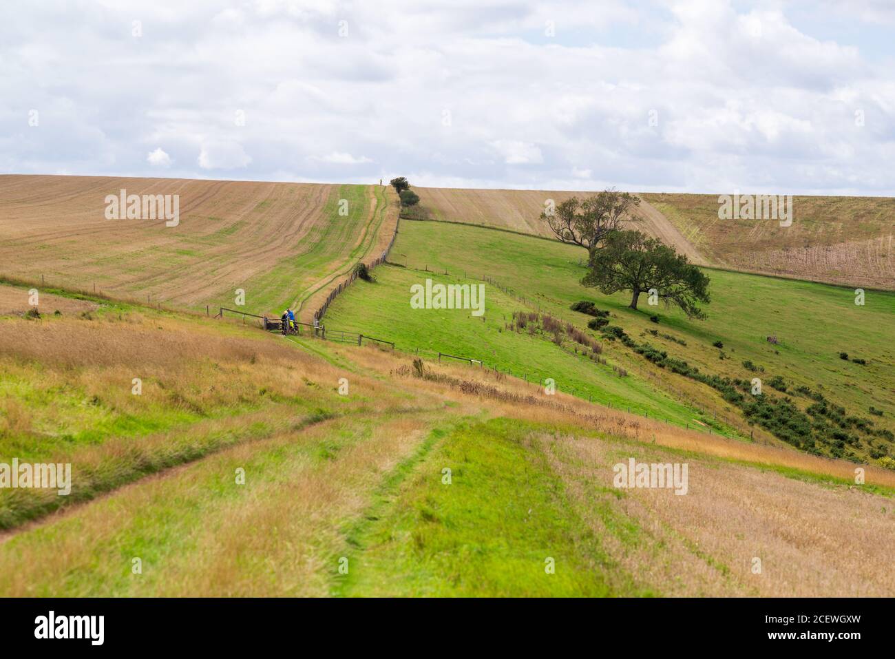 Sezione del South Downs Way a Steyning Bowl, West Sussex, Regno Unito Foto Stock