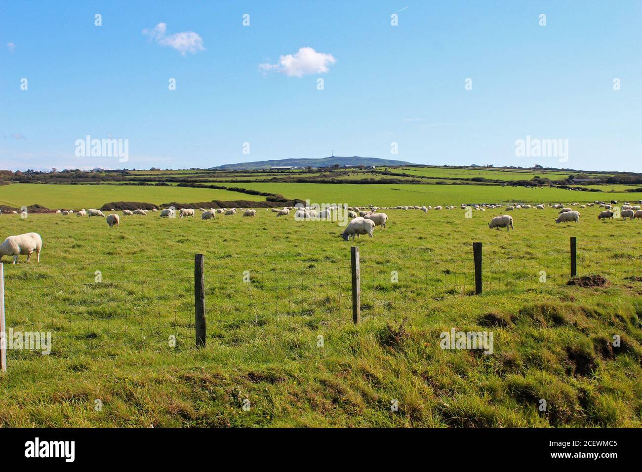 Pascolo di pecore in un campo di ovini/bovini in una giornata di sole nella campagna di Porth Colmen, Galles del Nord Foto Stock