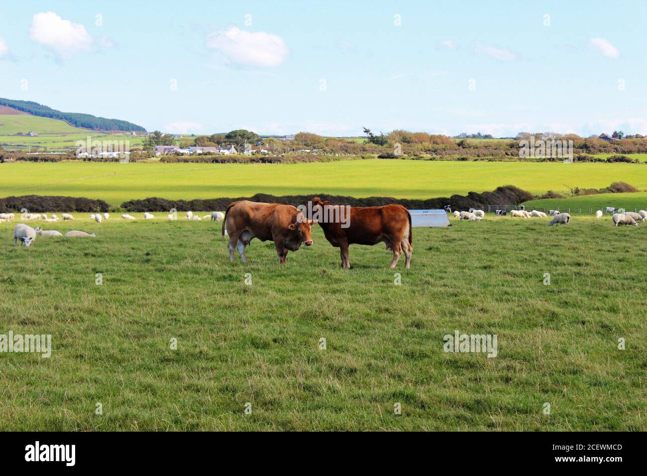 Mucche brune che si leccano in un grande campo di pecore/bovini/mucche nella campagna di Porth Colmen, Galles del Nord Foto Stock