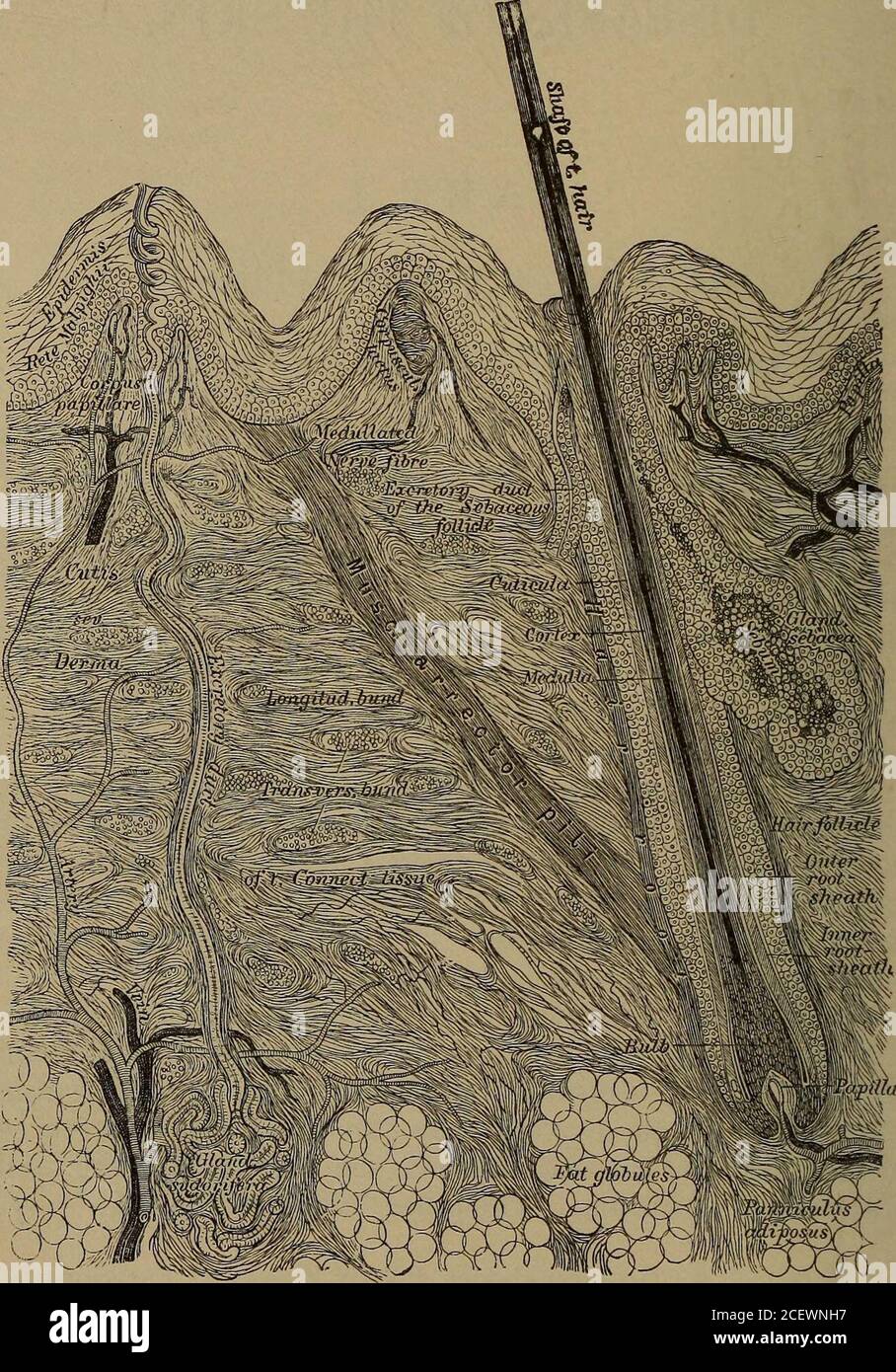 . Il manuale di riferimento delle malattie della pelle. Parte I. di Duhrings Medicina cutanea. La pelle è costituita da tre strati distinti, cioè: 1, l'epidermide; 2, il derma, chiamato anche cutis vera orcorium; e, 3, il tessuto connettivo sottocutaneo. Le appendici della pelle sono i capelli e le unghie, il seba-ceo e le ghiandole sudoripare. Questa struttura complicata è fornita di vasi sanguigni, linfatici e nervi. Epidermide. L'epidermide è composta da quattro strati, detti strati, cioè: 1, lo strato corneo; 2, lo stratumlucidum; 3, lo strato granuloso; e, 4, il st Foto Stock