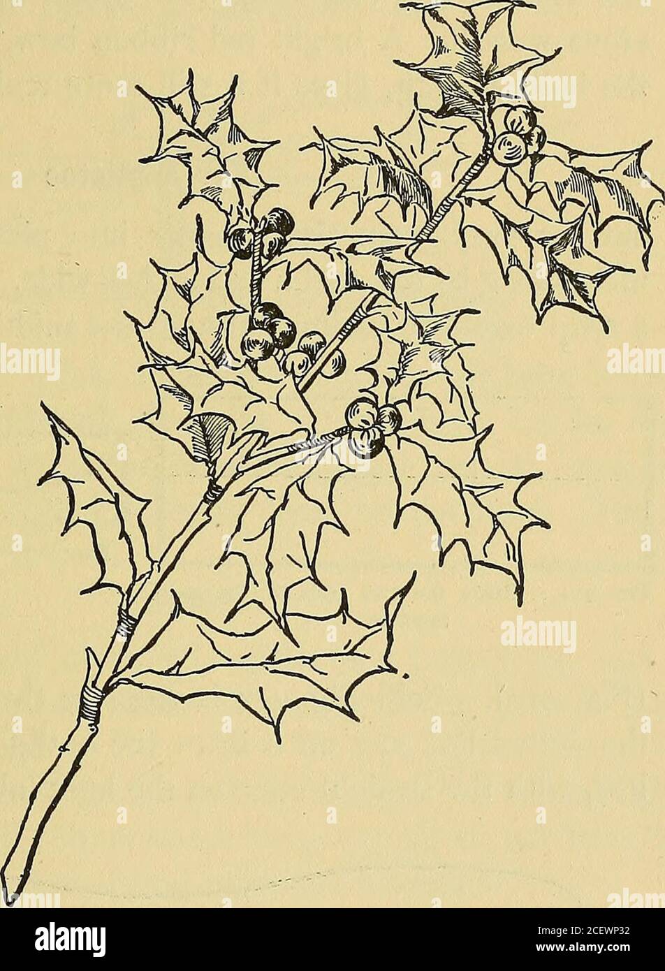 . Cose che vale la pena fare e come farlo. tem. Nuove decorazioni natalizie 309 di un pisello di buone dimensioni e metterlo al centro di una delle piazze di carta (Fig. 405). Tirare la carta verso l'alto e intorno alla sfera, coprendola completamente, quindi ruotare il resto della carta in uno stelo (Fig. 406). Fare tre bacche, torcendo i loro gambi il più strettamente possibile e mazzarli. Con il filo o filo sottile, avvolgere i tre steli strettamente insieme (Fig. 407) e tagliare le estremità frastagliate (Fig. 408). Prendere un ramo naturale e avvolgere i gambi delle bacche fino alla fine di un ramoscello (Fig. 409). Tagliare una striscia di Foto Stock