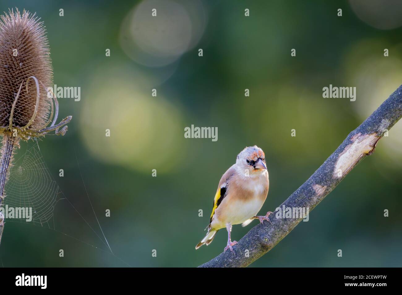 Goldfinch giovanile (Carduelis carduelis) appollaiato su un ramoscello Foto Stock