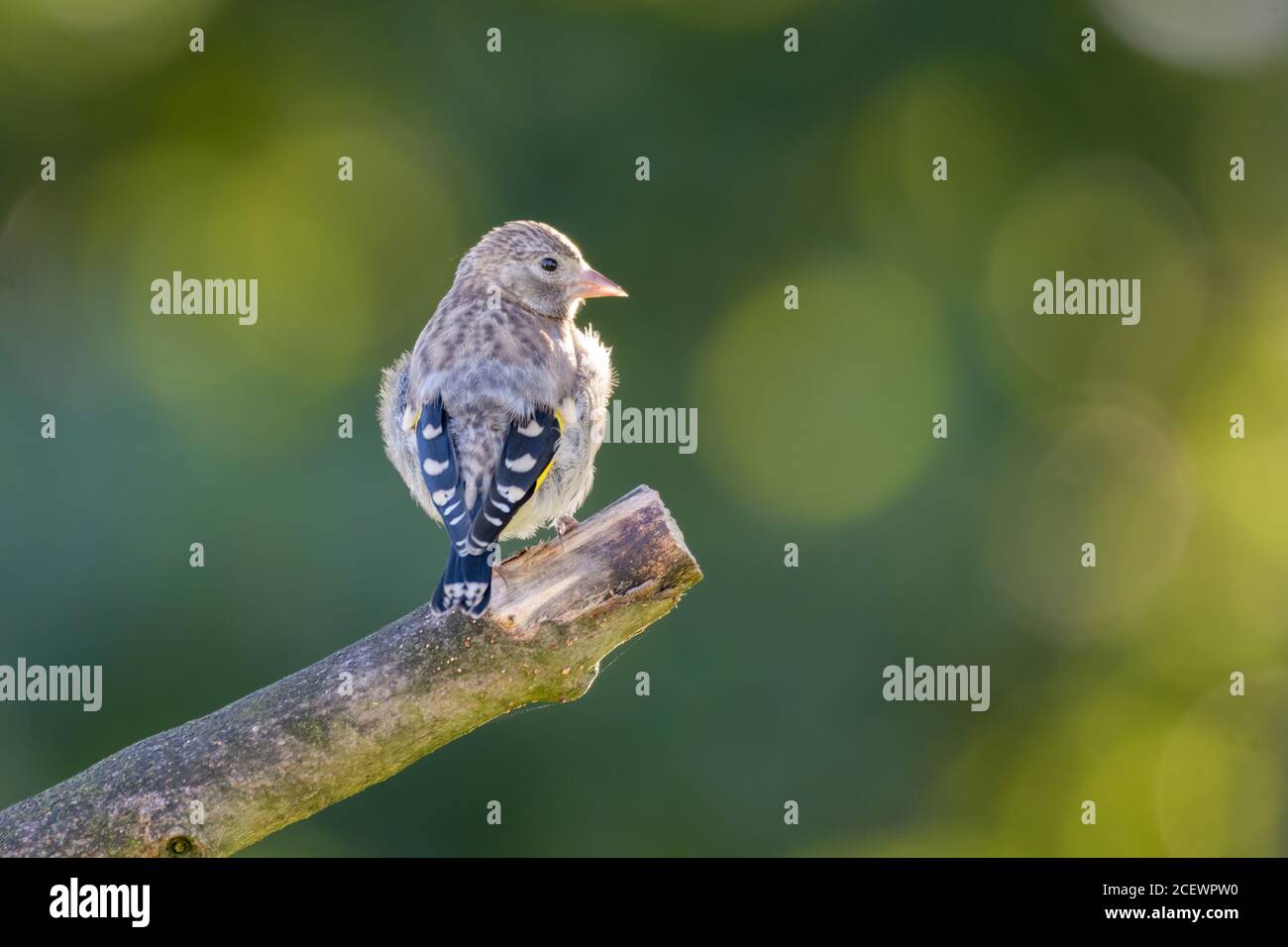 Goldfinch giovanile (Carduelis carduelis) appollaiato su un ramoscello Foto Stock