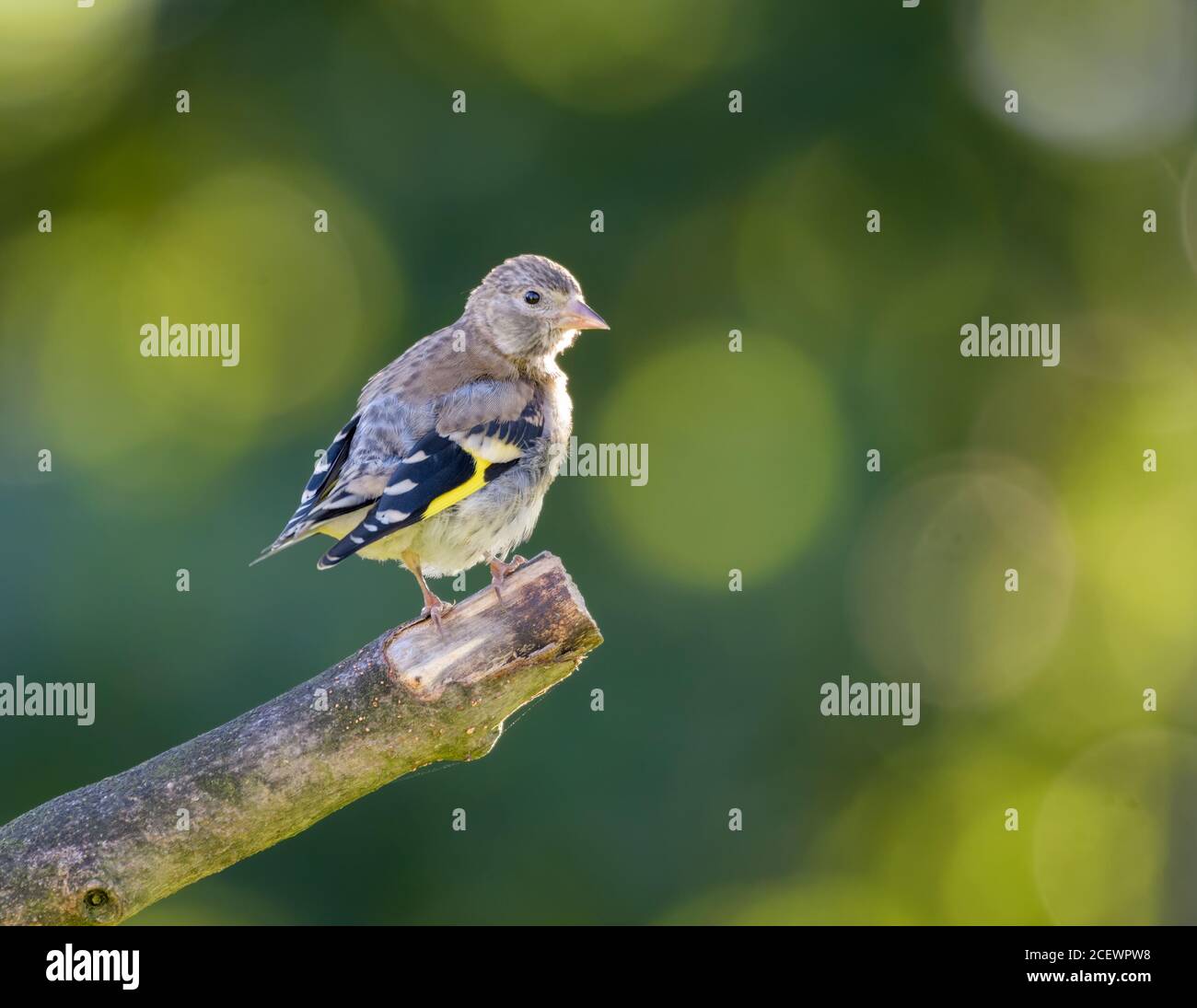Goldfinch giovanile (Carduelis carduelis) appollaiato su un ramoscello Foto Stock