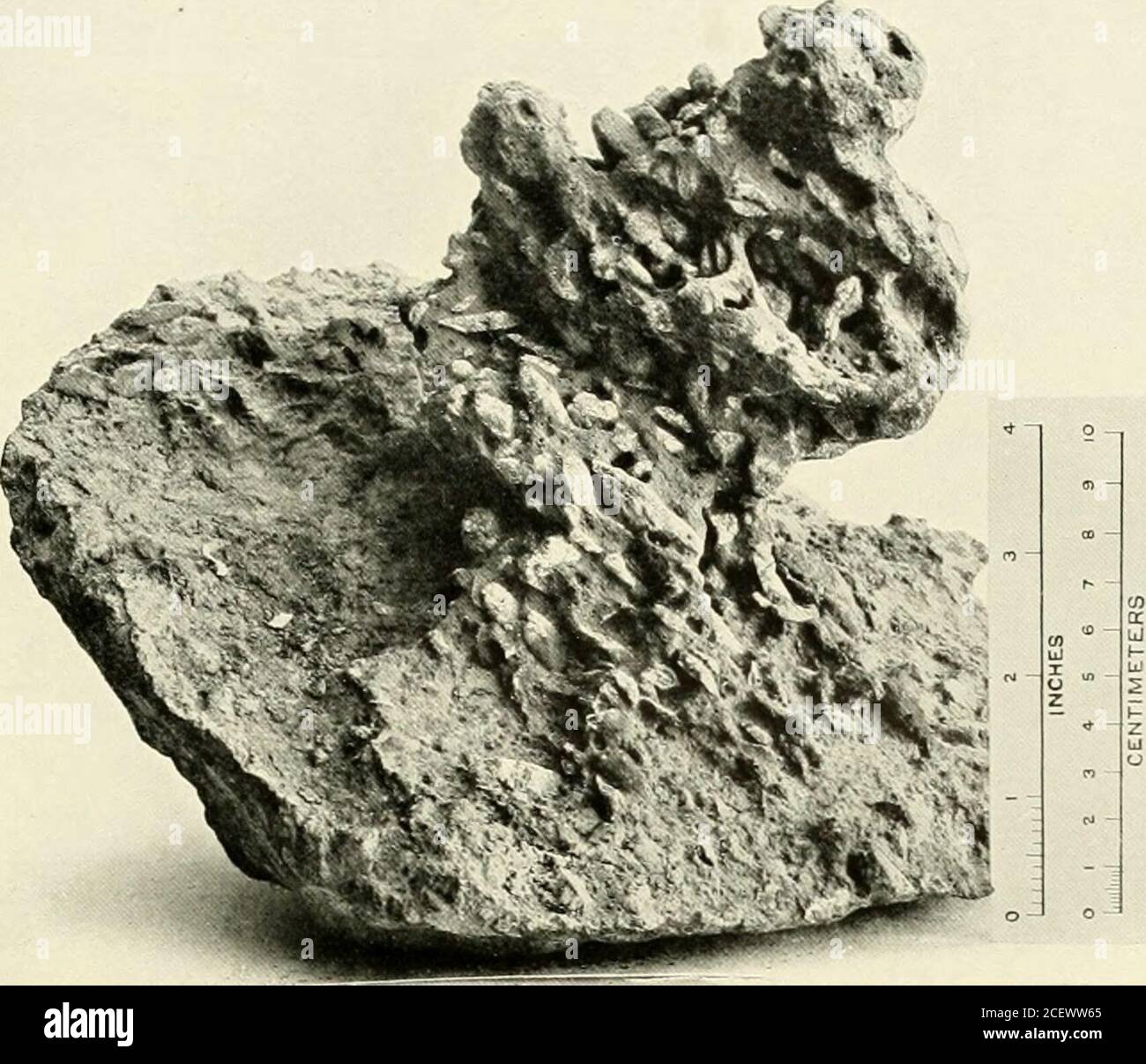 . Spedizione Antartica britannica, 1907-9, sotto il comando di E.H. Shackleton : rapporti sulle indagini scientifiche ; geologia. A loro sono spesso racchiusi in argilla di irrigidboulder, che eserciterebbe un'influenza conservante sulle rocce. Dai fatti constatati, nella regione dell'Antartide da noi esplorata, si ricavano solo tre luoghi in cui è probabile che i massi striati e le superfici rocciose dovrebbero apparire all'interno e sotto i depositi dell'attuale periodo geologico, i)sul letto del mare di Ross, se il materiale è protetto dall'azione del gelo dall'acqua; ii Foto Stock