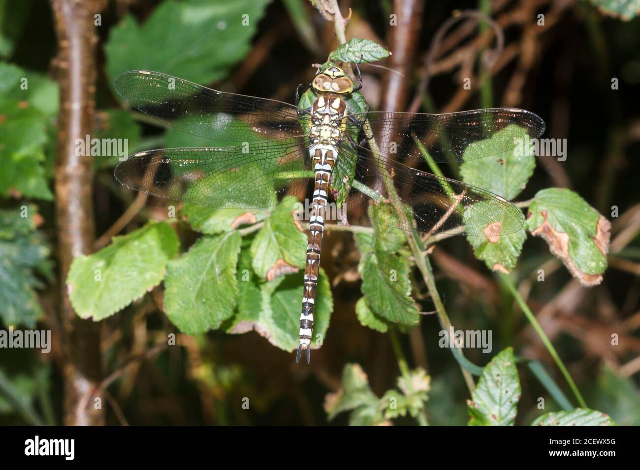 Dragonfly falco migrante (Aeshna mixta) Sussex Garden, UK Foto Stock