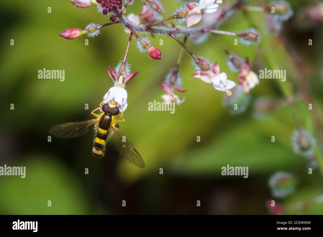 Hoverfly lungo (Scripta di Sphaerophoria) Sussex, giardino britannico Foto Stock