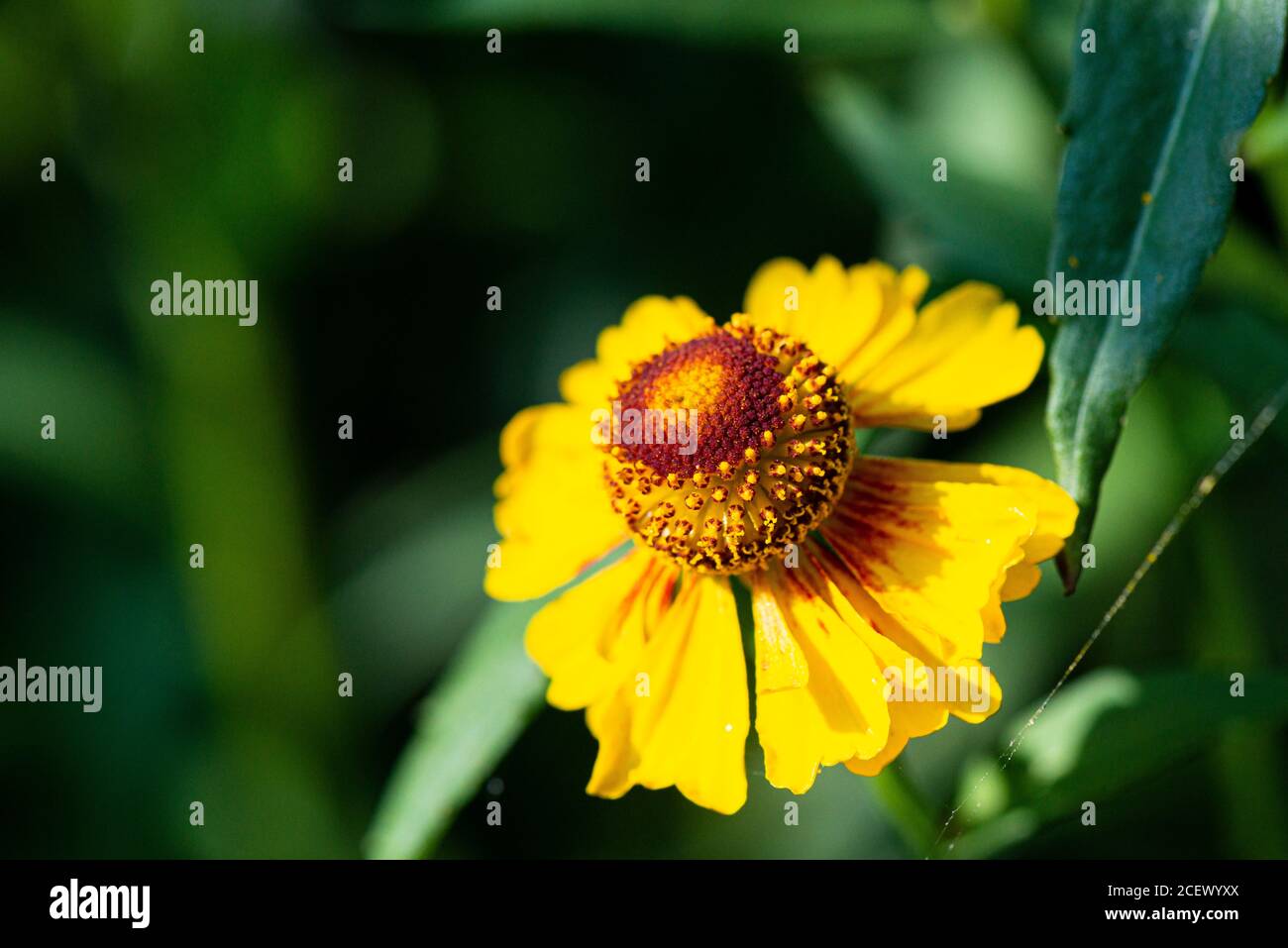 Il fiore di una starnuto comune (Helenium autumnale) Foto Stock