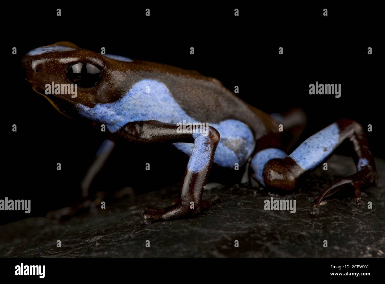 Rana di veleno-freccette (Oophaga histrionica) Foto Stock