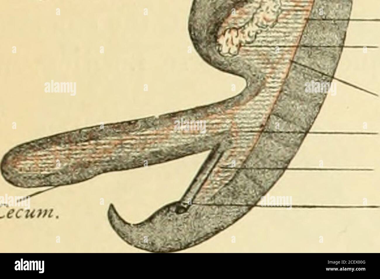 . Un libro di testo americano di ostetricia. Per professionisti e studenti. -aorta. - Mesogas-trio.-milza. Esofago. Stomaco. Minore curvatura.. Asse celiaco.pancreas. Biliare-dotto. Cecum superiore mesen- arteria interna piccola. Testina. Mesenteria. , j. Ano. Arteria mesen-terica inferiore. Cecum. Retto. Foto Stock