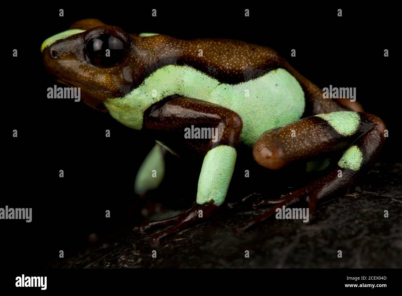 Rana di veleno-freccette (Oophaga histrionica) Foto Stock