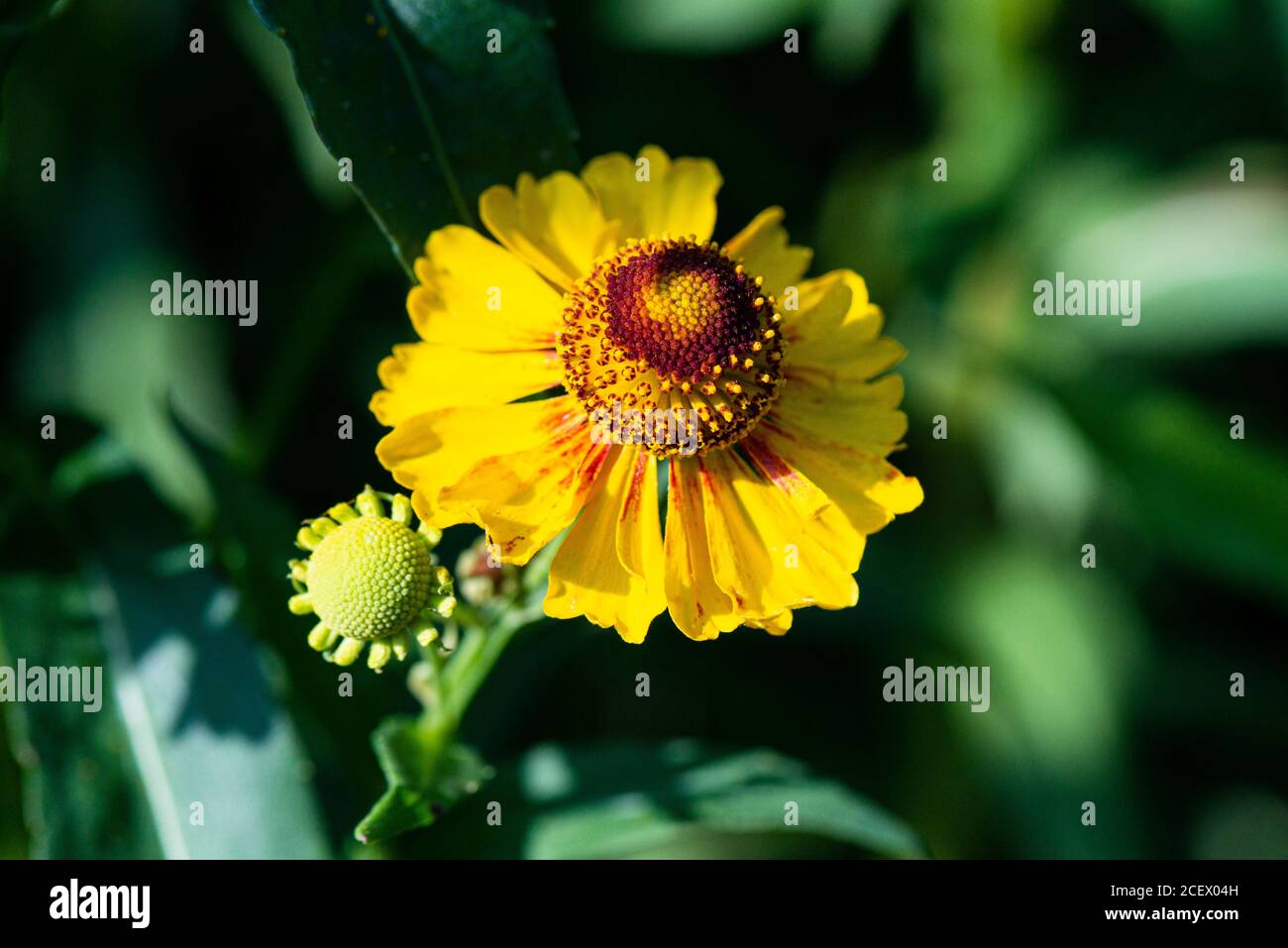 Il fiore di una starnuto comune (Helenium autumnale) Foto Stock