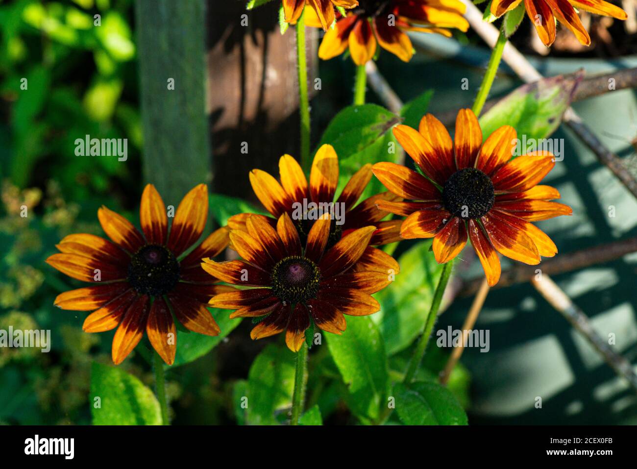 I fiori di un hirta Rudbeckia 'nani rustici misti' Foto Stock