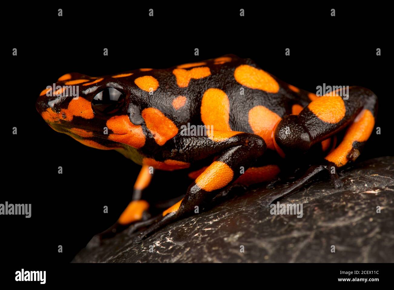 Rana di veleno-freccette (Oophaga histrionica) Foto Stock