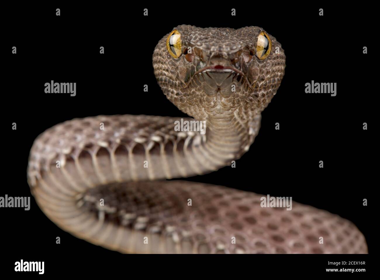 Piviper di mangrovie (Trimeresurus purpurpurpureomaculatus) Foto Stock