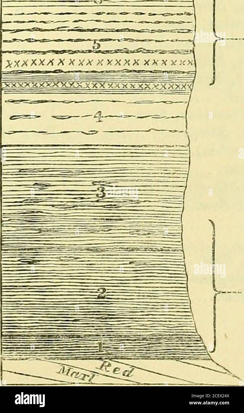 . La rivista trimestrale della Geological Society di Londra. Greensand superiore .. Gault (?) 5 | | 1 1 pietra di birra. Letto fosfato. T^^T^r. a- &gt;&lt;WXXXXXX*XX %K XXXXX- =©= letti Warminster. Chert-letti di Up-per Greensand. «-- letti a scomparsa. 372 C. J. A. METRI SULLE ROCCE CRETACEE dei fossili: Exogyra conica, Soiv. (var. piccola) Peak Hill. Salcombe. Weston. Vermicularia concava, semina Salcombe. Zona carinata, semina Cliff bianca. Trigonia, sp Axmouth. Questo, la base universale coscia della serie Devon Cretaceousseries, è, dal suo carattere un po 'ritentivo, di solito il mostdifficile da esaminare Foto Stock