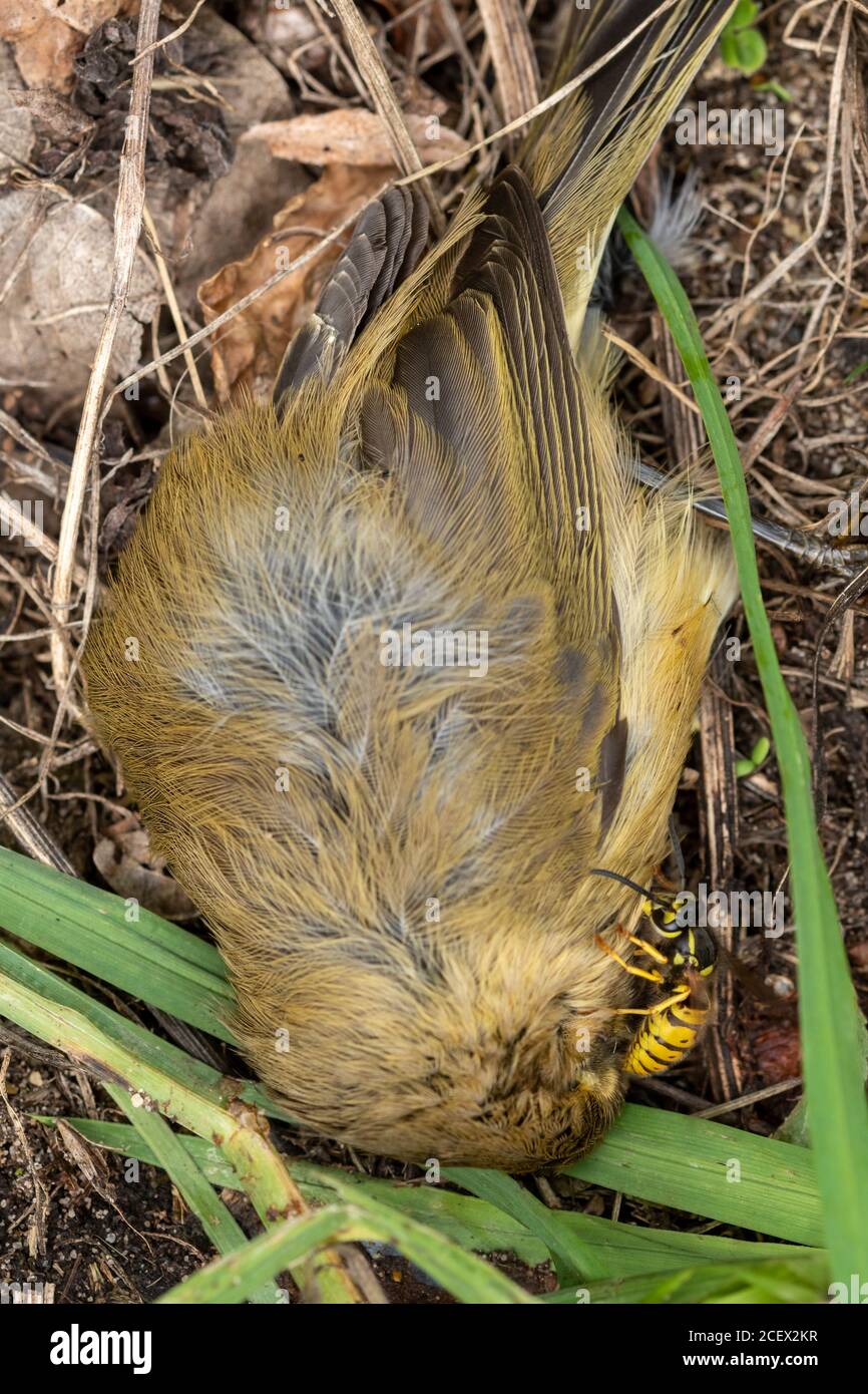 Vespa comune (Vespula vulgaris, giallino, giallino) cercando di raccogliere la carne da un uccello morto, Regno Unito Foto Stock